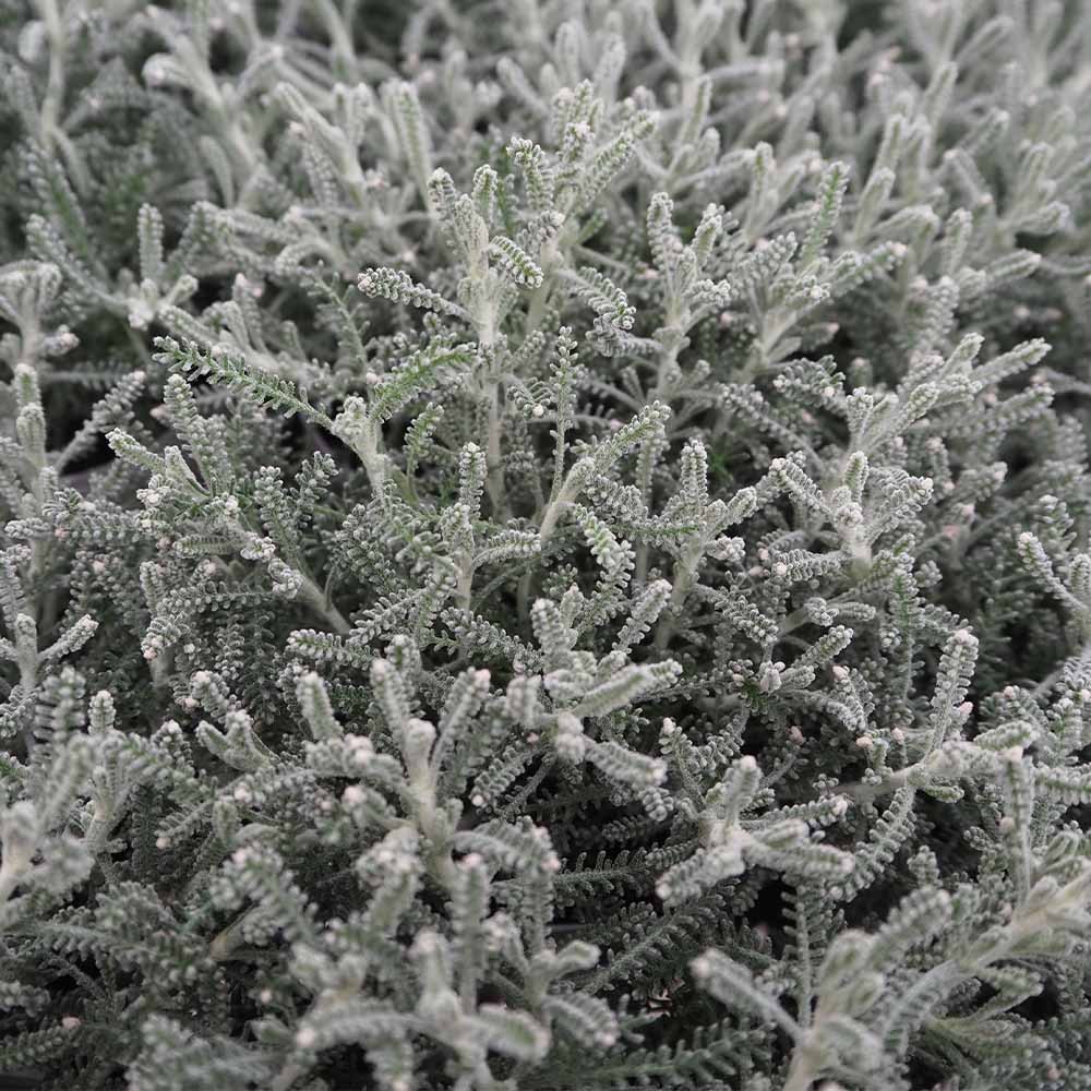 サントリナ 雪のサンゴ礁 【花苗 2.5号】