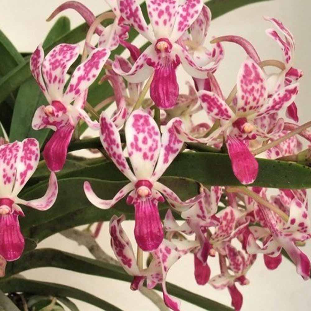 バンダコスティリス ピンキー ノーマル 【花苗 3号／1個売り】