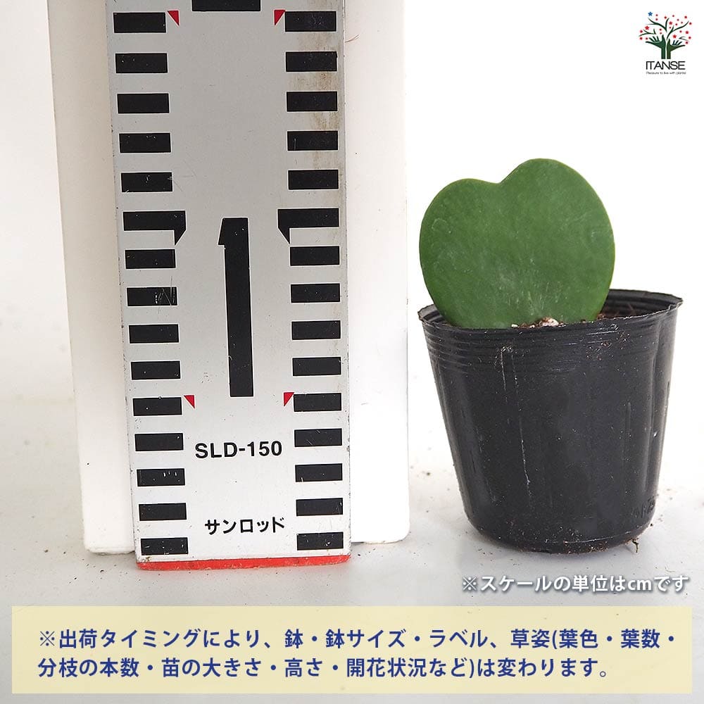 ハートホヤ【観葉植物 2号】｜ 【植物のITANSE】全品送料無料