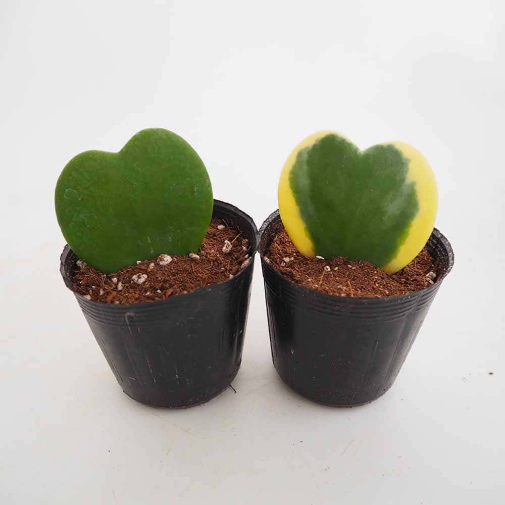 観葉植物 緑色斑点 ハート型葉 観葉植物 ハート型の葉 緑色 - メルカリ