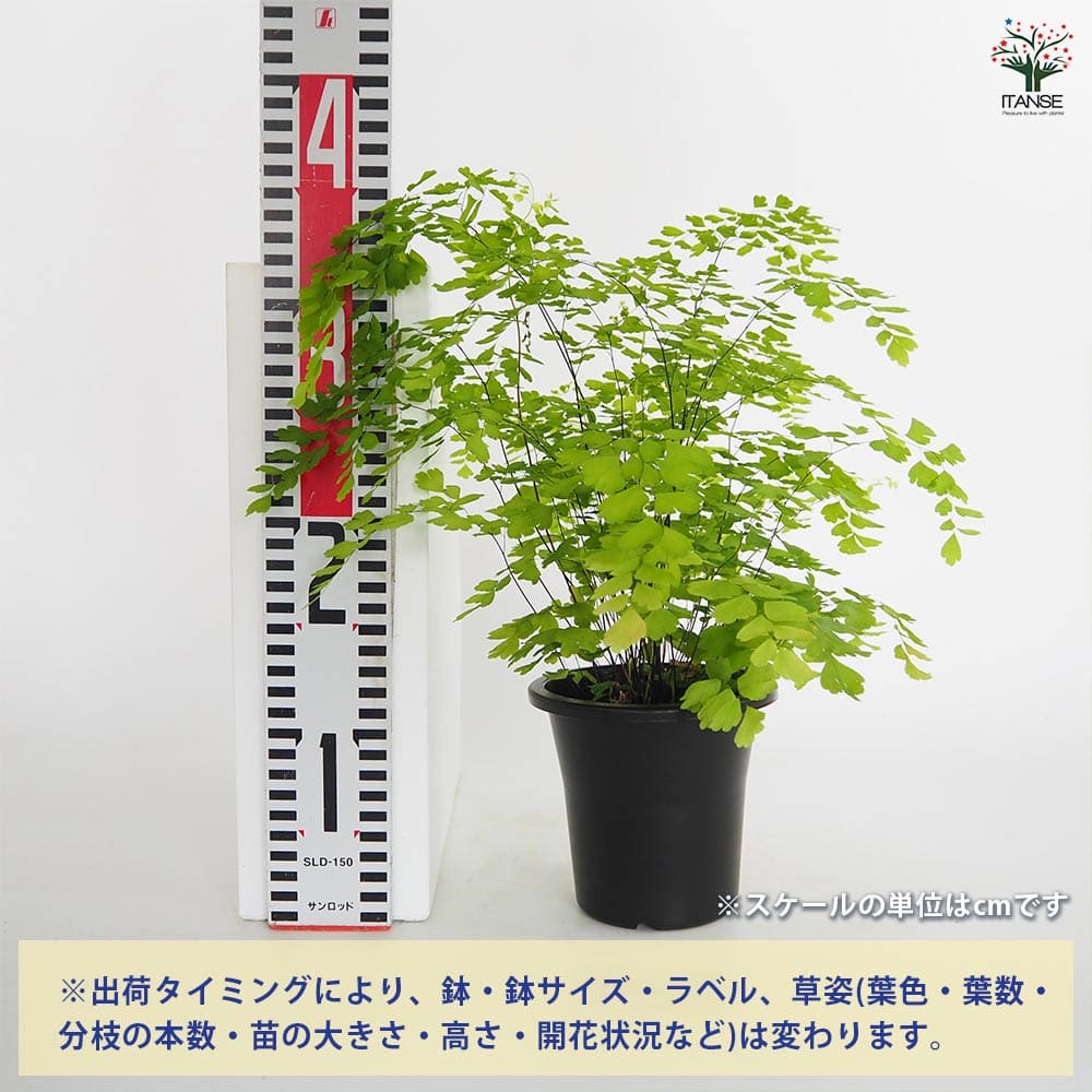 アジアンタム フラグランス 【観葉植物 4号】｜ 【植物のITANSE