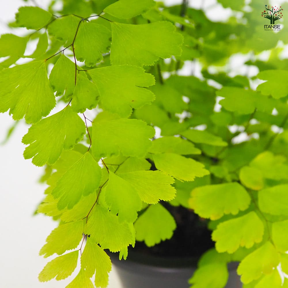 観葉植物 アジアンタム フラグランス 【観葉植物 4号】｜ 【植物のITANSE