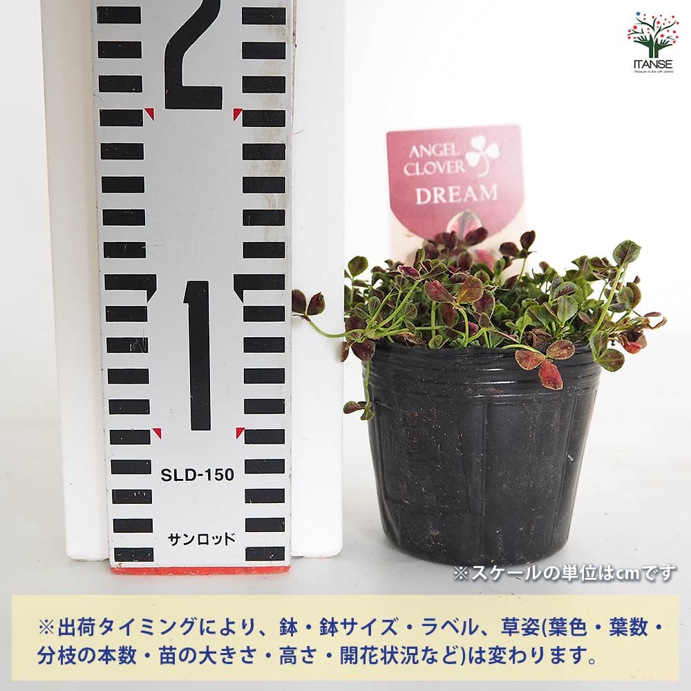 天使のクローバー ドリーム 【花苗 3号】｜ 【植物のITANSE