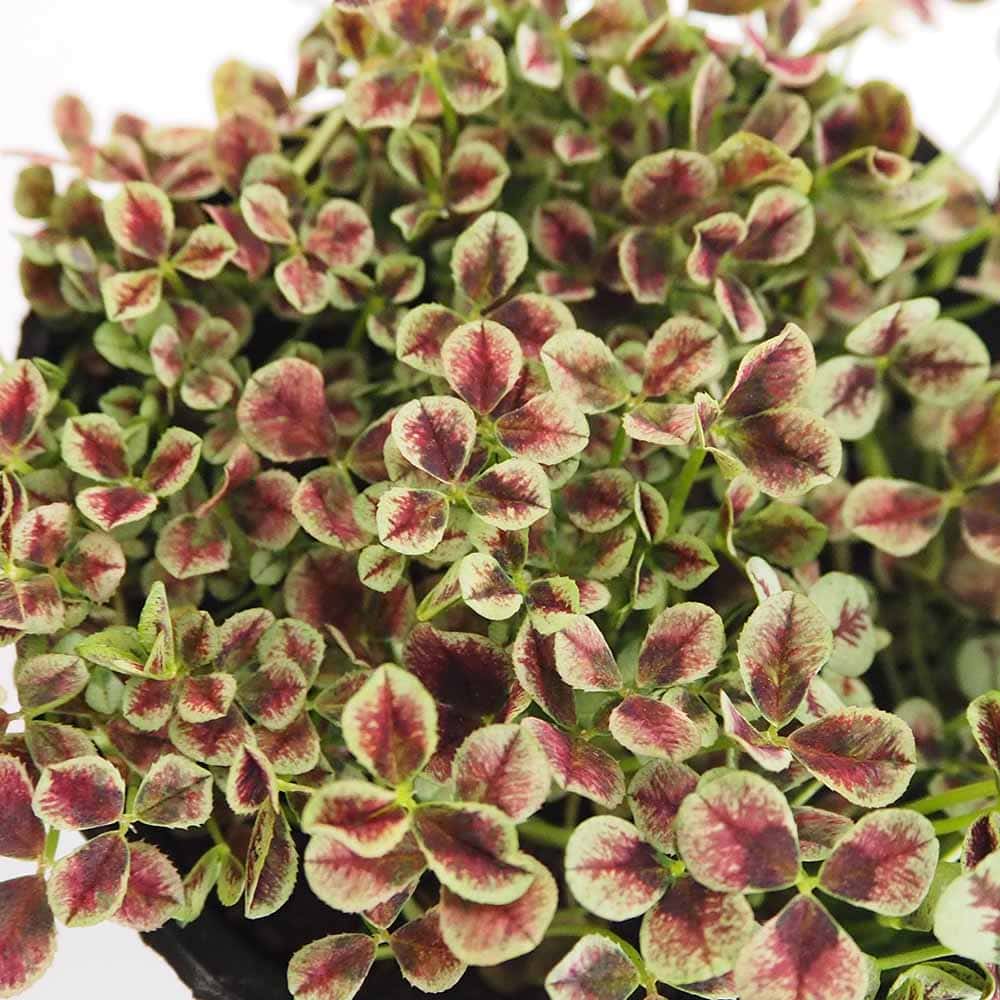 天使のクローバー ドリーム 【花苗 3号】