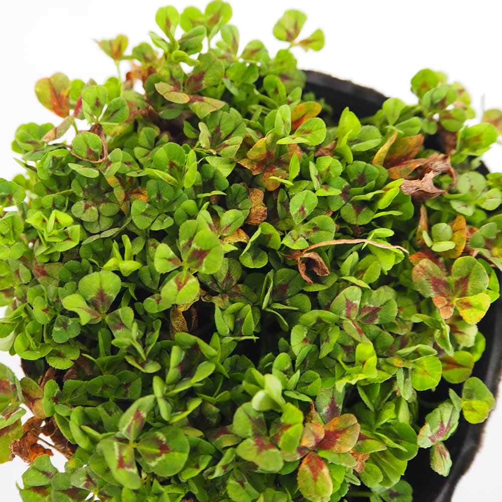 天使のクローバー ハートブレイカー 【花苗 3号】