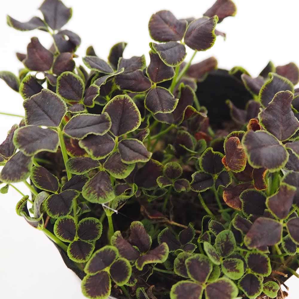 天使のクローバー ブラックジャック 【花苗 3号】