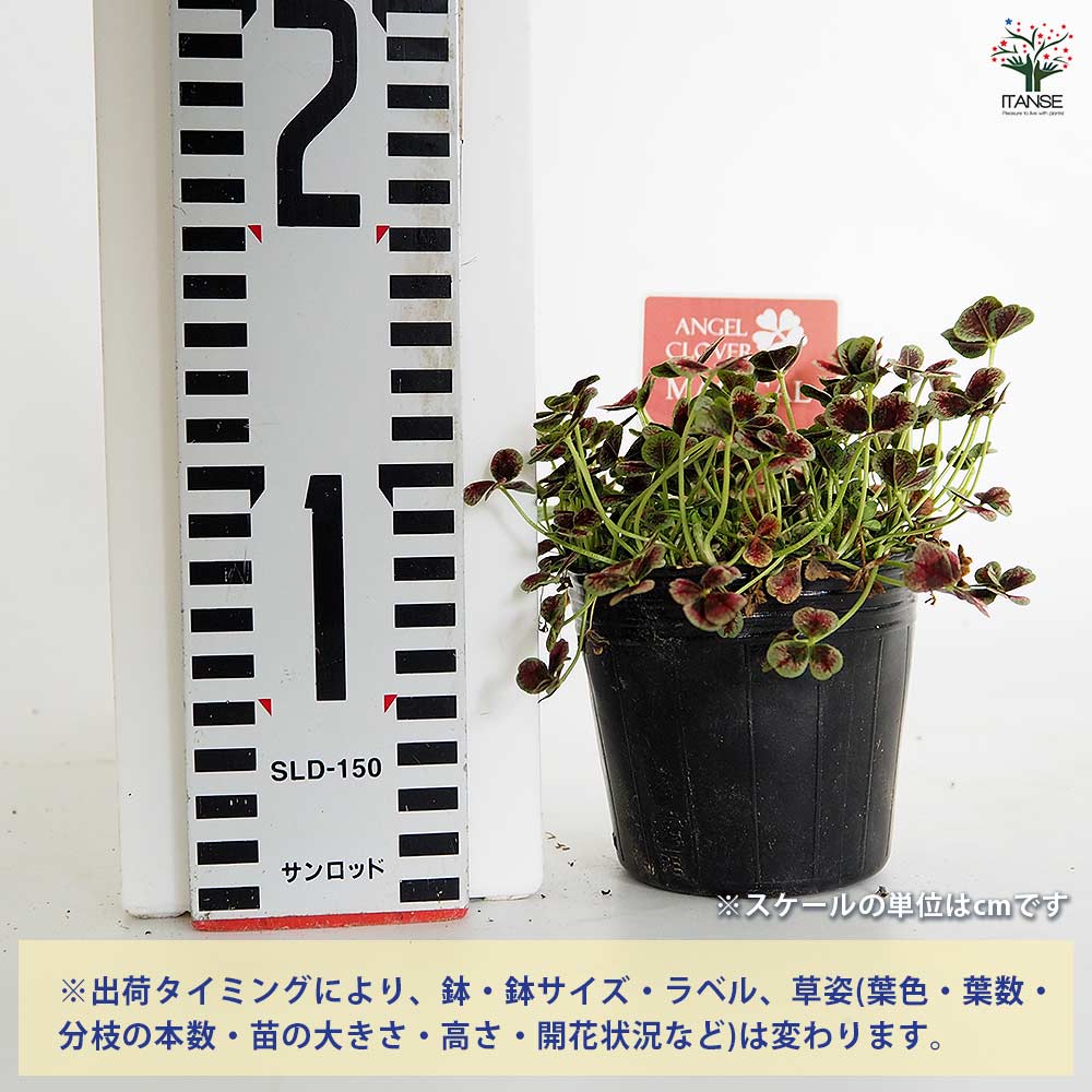 天使のクローバー マジカル 【花苗 3号】｜ 【植物のITANSE