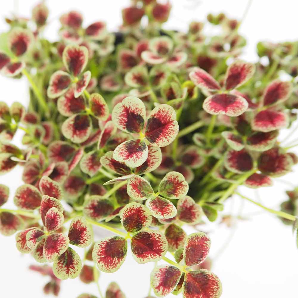 天使のクローバー マジカル 【花苗 3号】