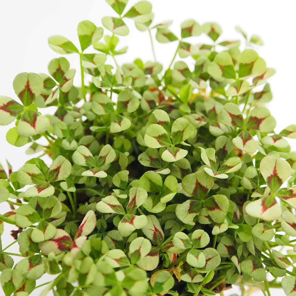 天使のクローバー カルメン 【花苗 3号】