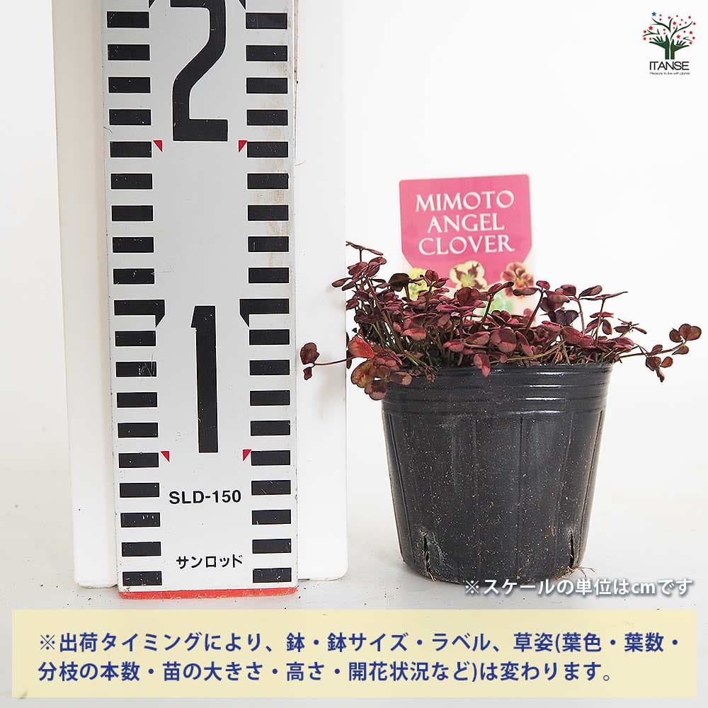 天使のクローバー エンジェルクローバー 【花苗 3号】｜ 【植物の