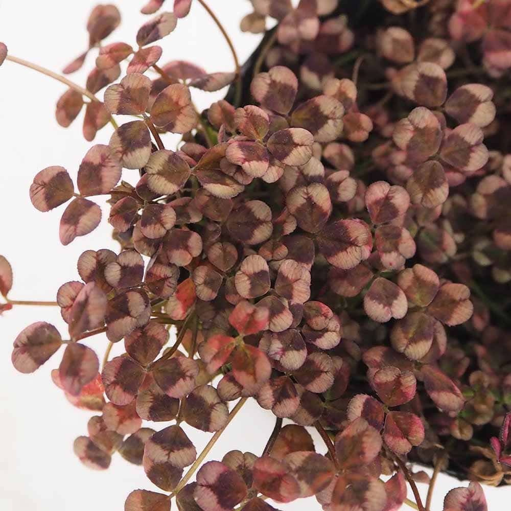 天使のクローバー エンジェルクローバー 【花苗 3号】