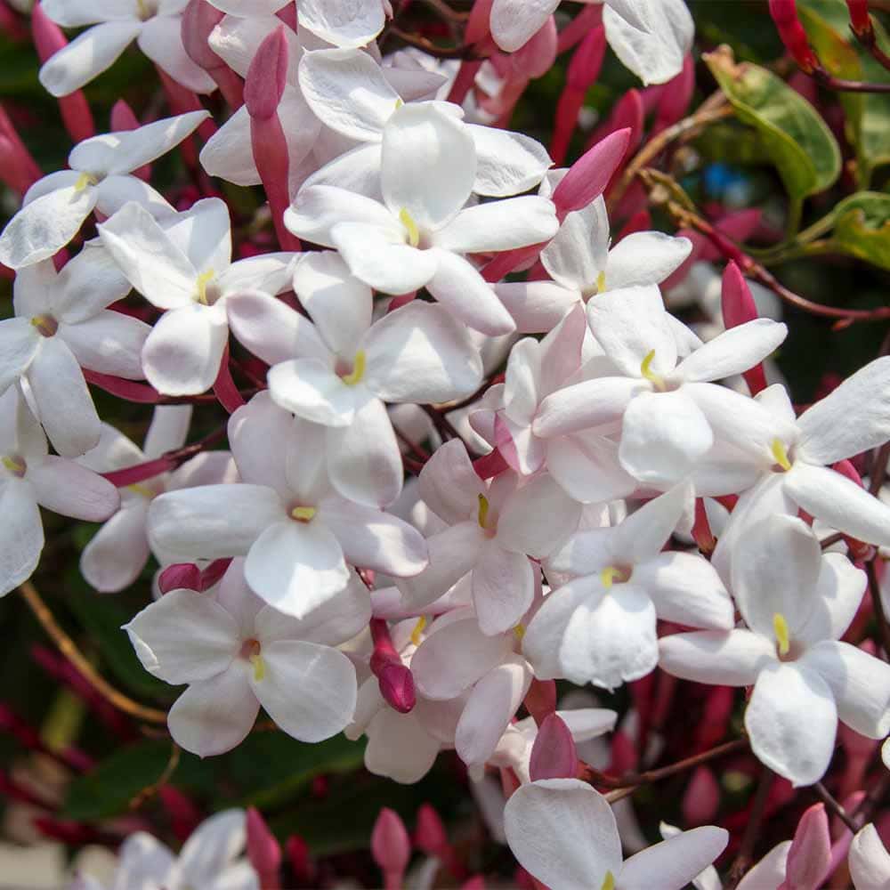 羽衣ジャスミン 【花木苗 3号】