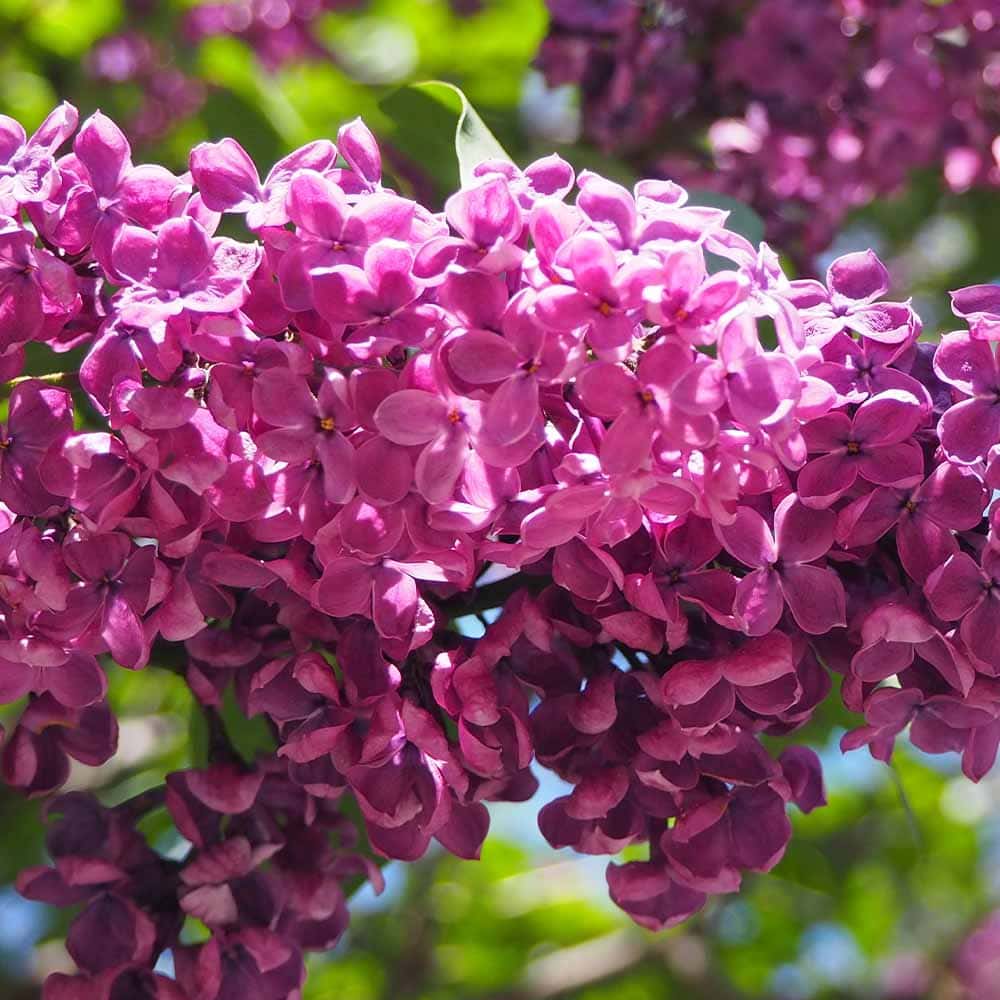 ライラック 紫花 【花木苗 4号／1個売り】