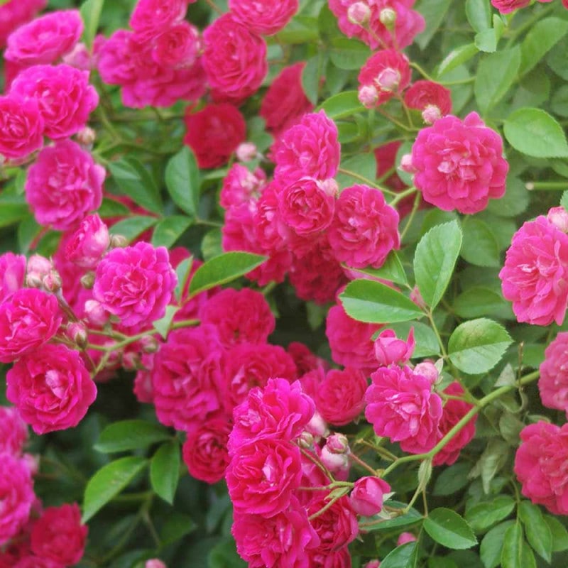 薔薇 つるバラ ”キングローズ”クライミングローズ【花苗 7号大苗／1個