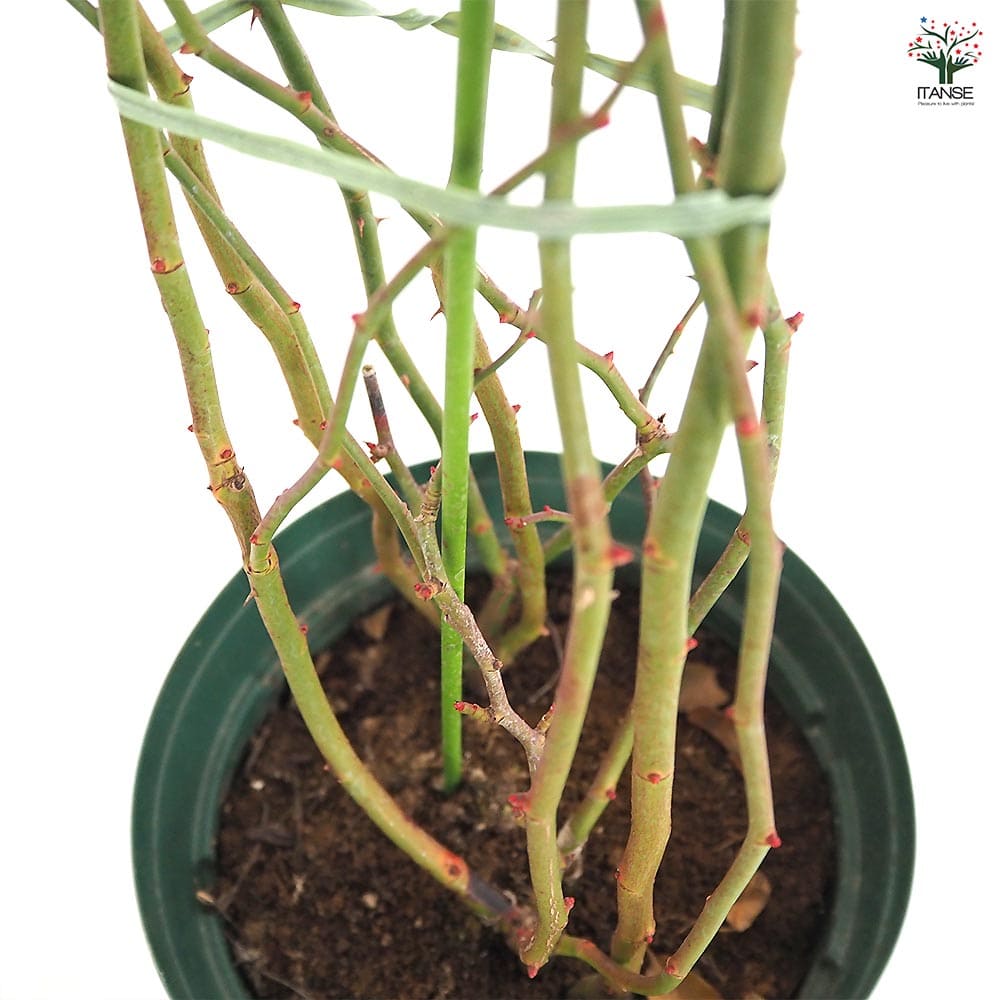 つる薔薇 キングローズ 【花木苗 6号／1個売り】｜ 【植物の