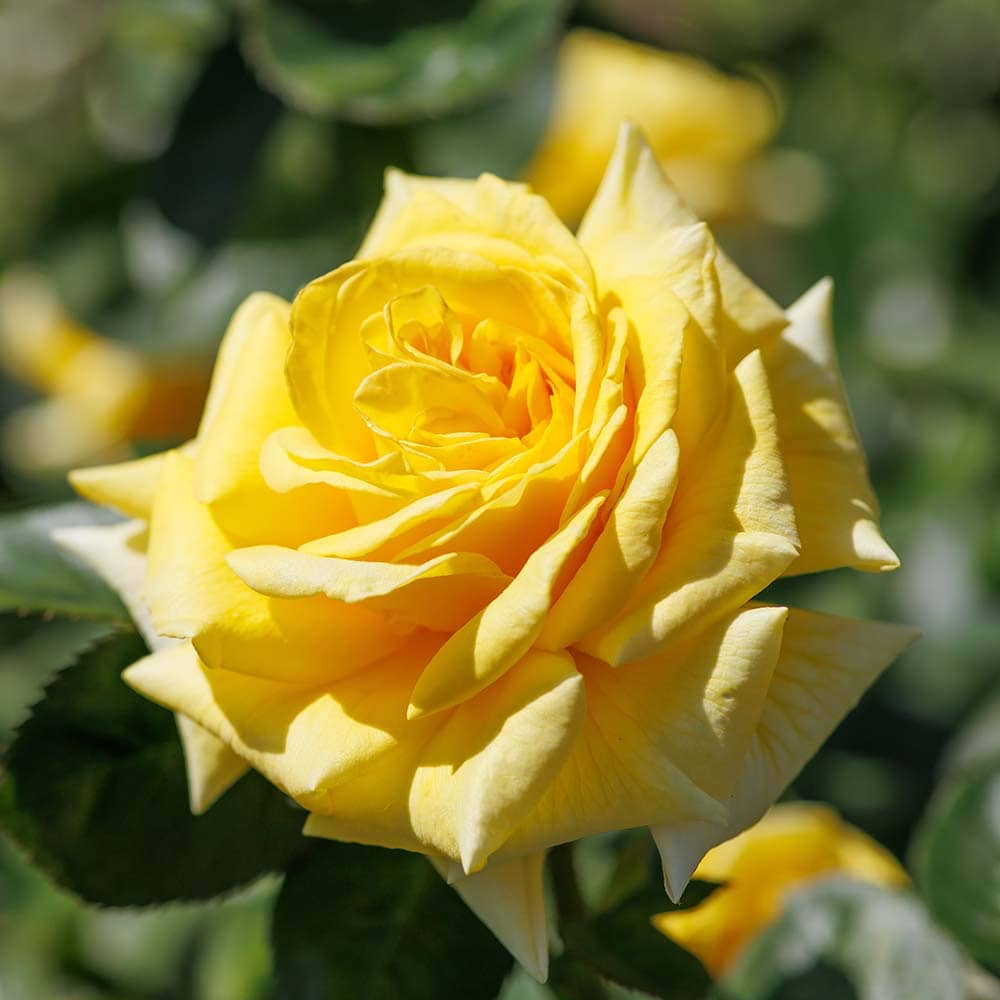 ミニ薔薇 サンビーム 【花木苗 3.5号】