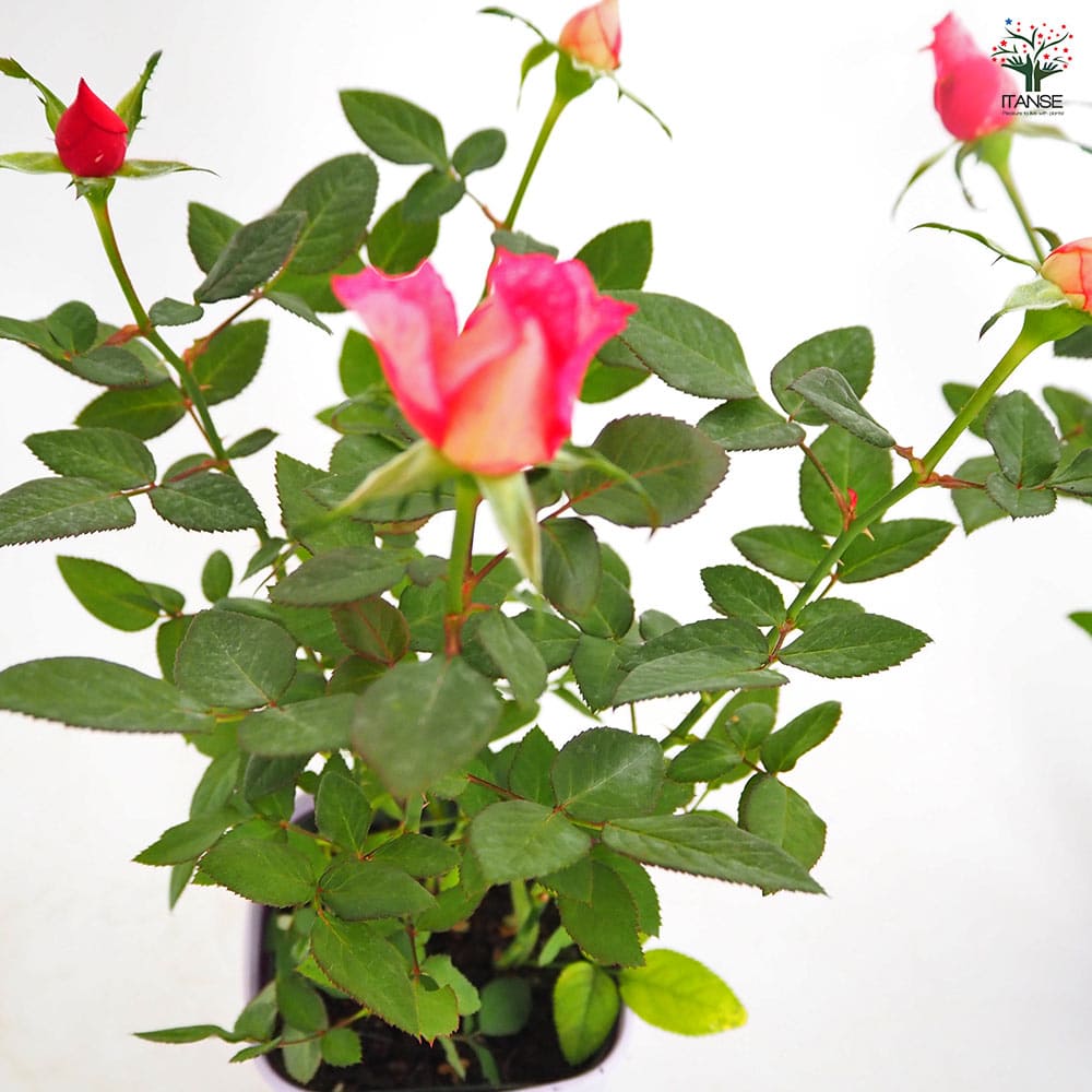 ミニ薔薇 シュガー 【花木苗 3.5号】｜ 【植物のITANSE】全品