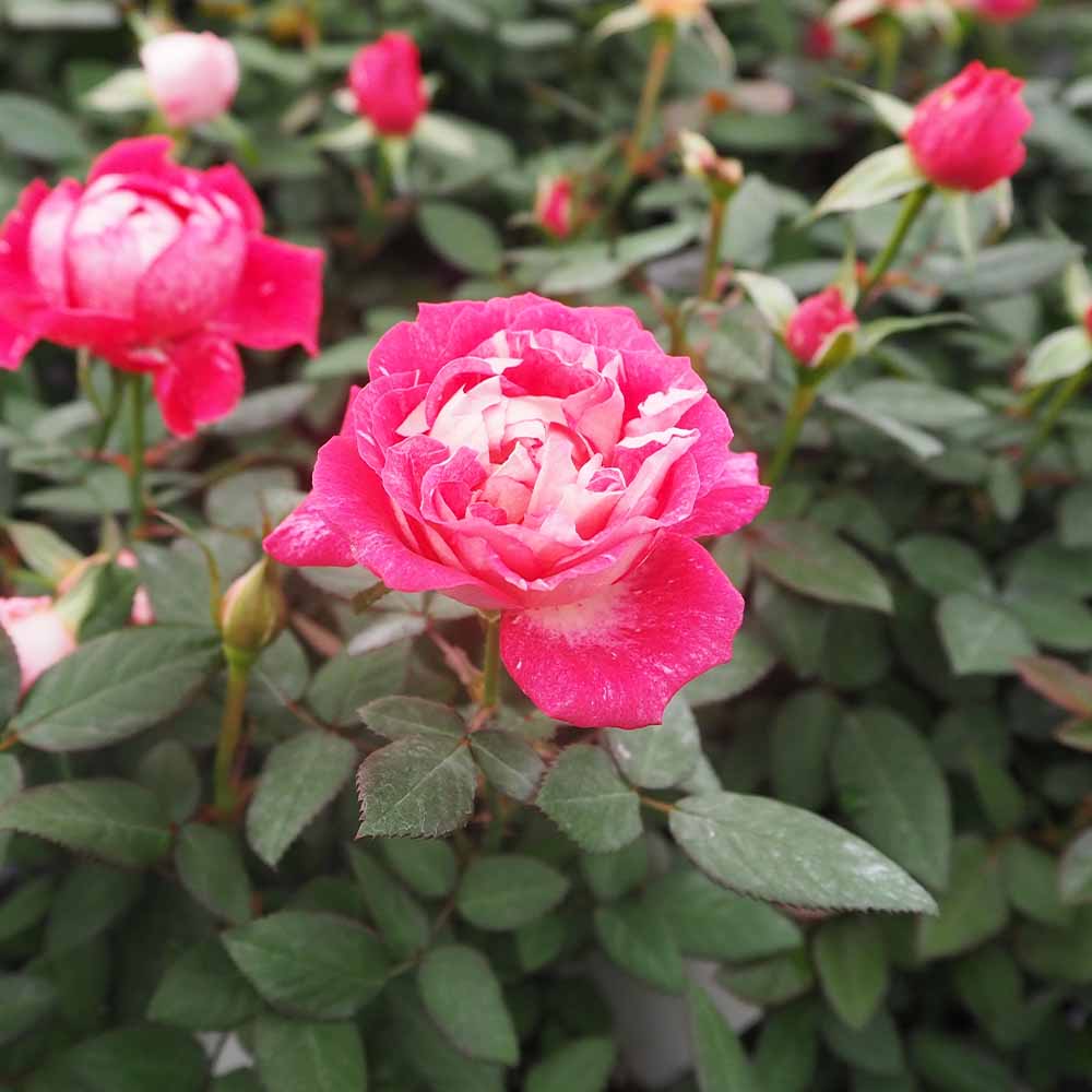 ミニ薔薇 シュガー 【花木苗 3.5号】