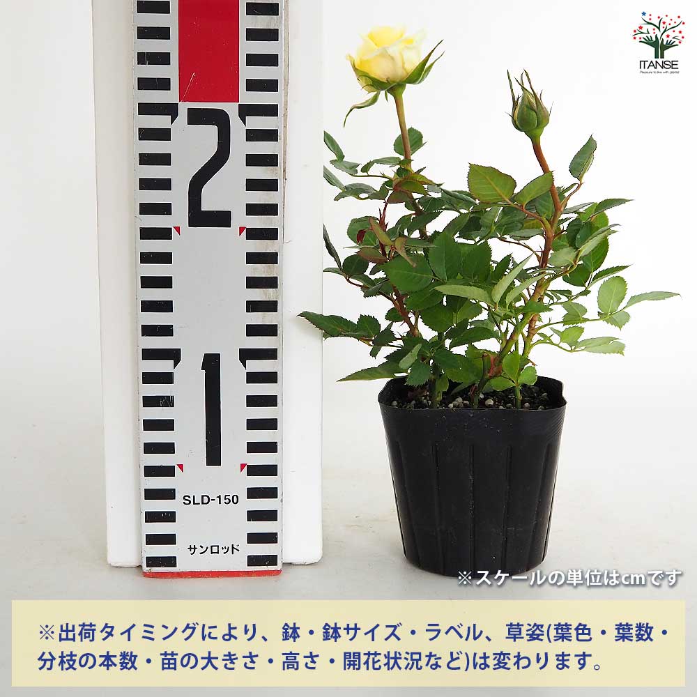 ミニ薔薇 テキサス 【花木苗 3号】｜ 【植物のITANSE】全品送料