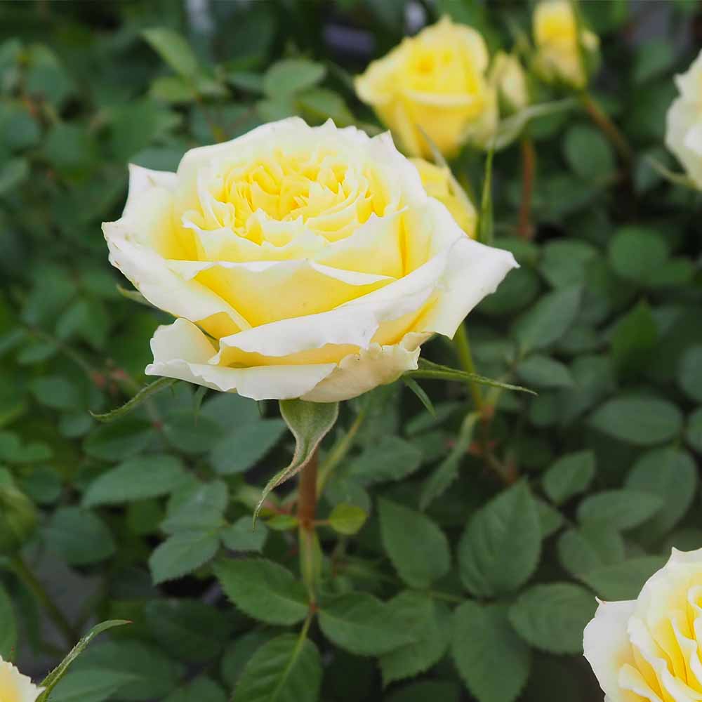 ミニ薔薇 テキサス 【花木苗 3号】