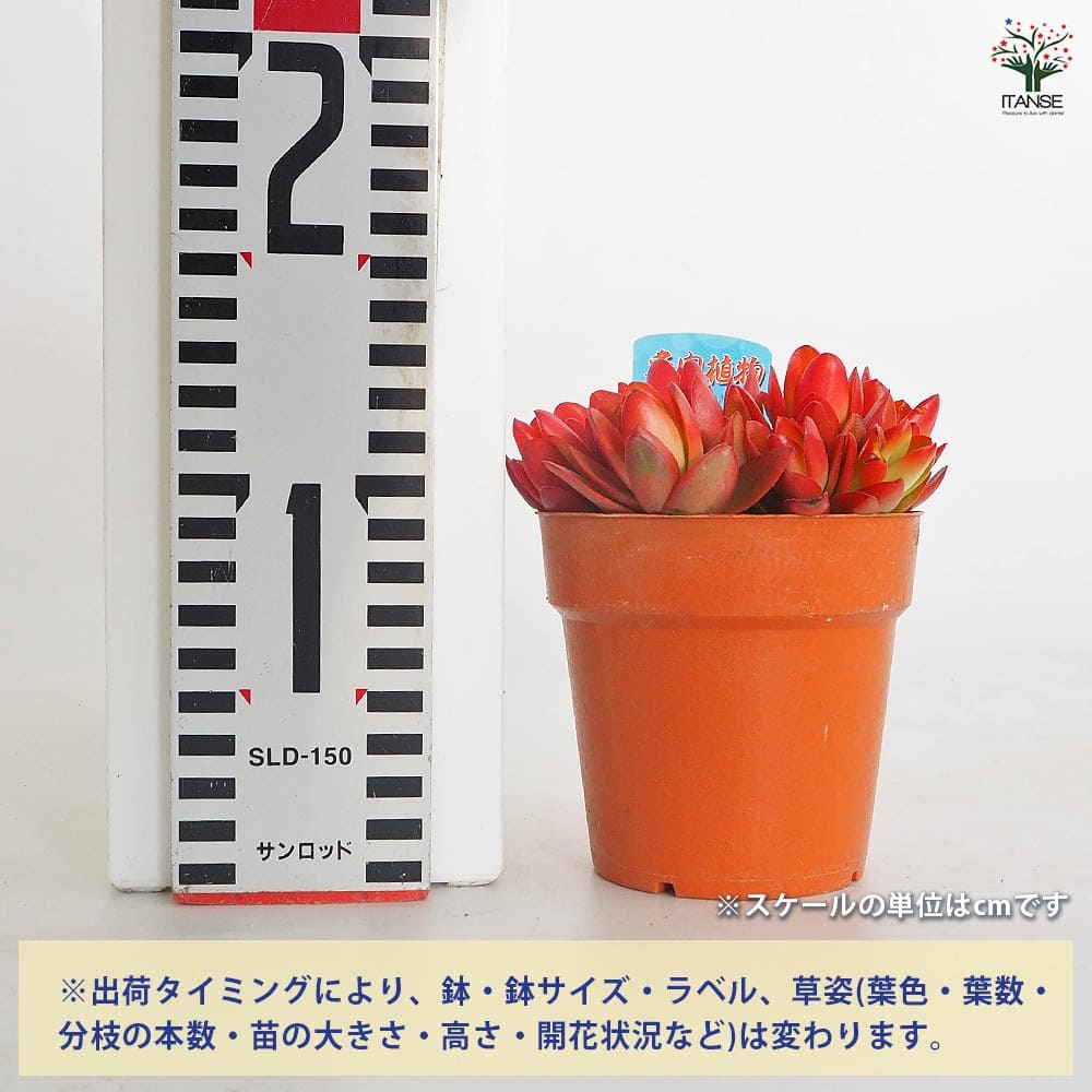 クラッスラ ヒマツリ 【多肉植物 3.5号】｜ 【植物のITANSE