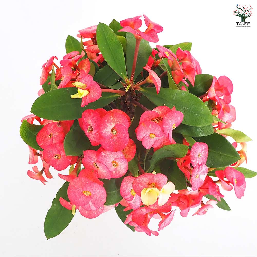 ハナキリン シャインキッス赤系 【多肉植物 4号／1個売り】｜ 【植物の
