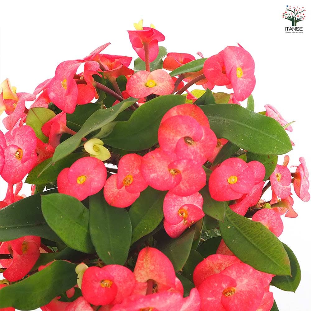 ハナキリン シャインキッス赤系 【多肉植物 4号／1個売り】｜ 【植物の