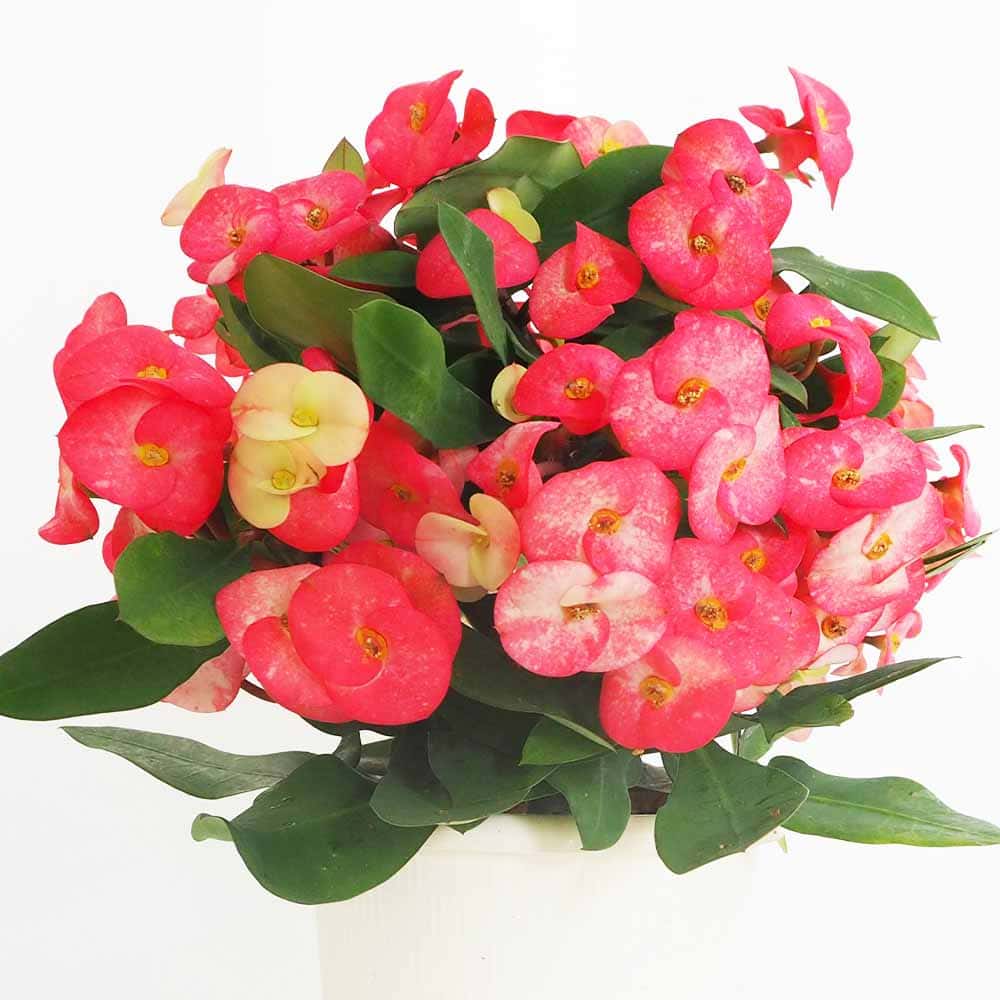 ハナキリン シャインキッス赤系 【多肉植物 4号／1個売り】｜ 【植物の