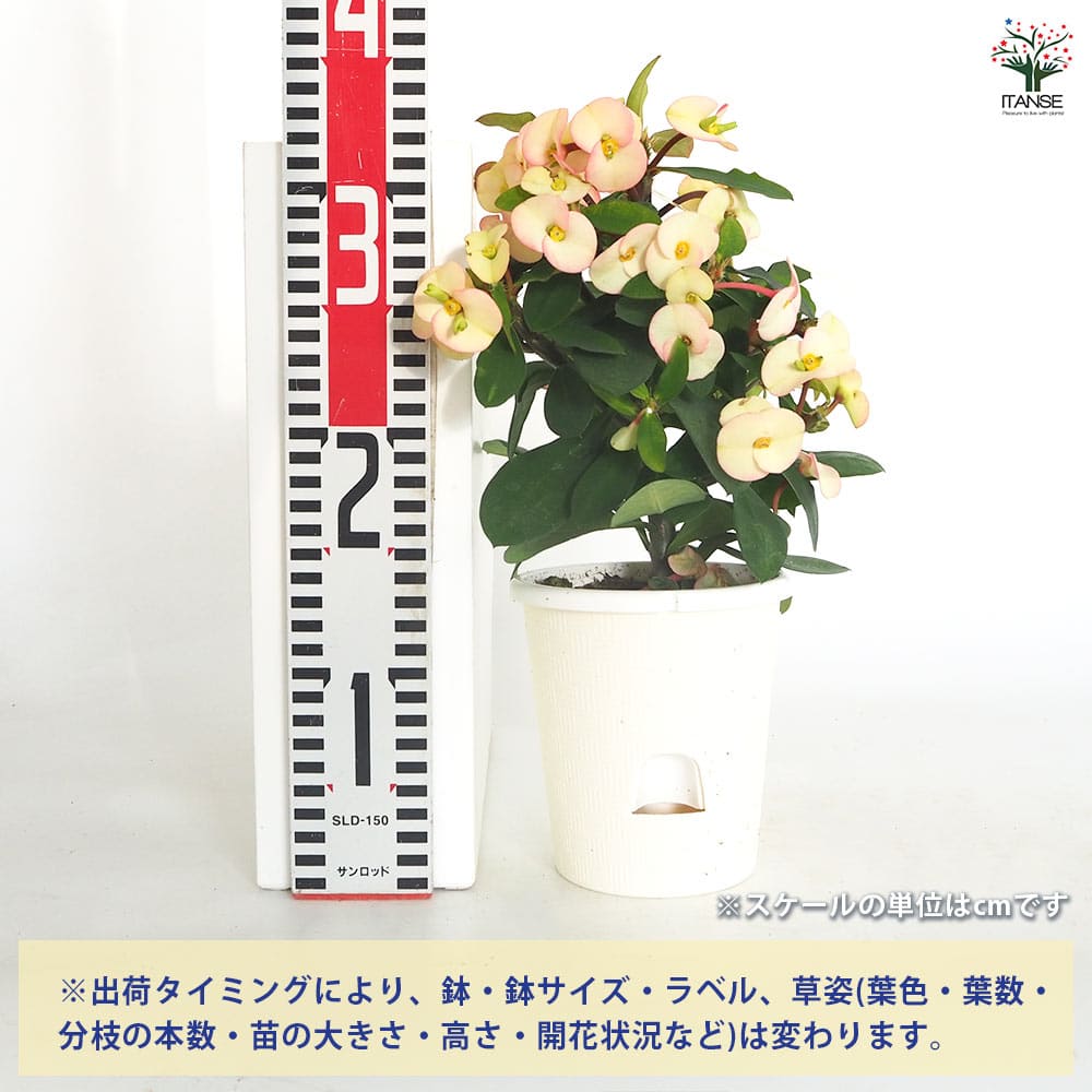 ハナキリン シャインキッス白系 【多肉植物 4号／1個売り】｜ 【植物の