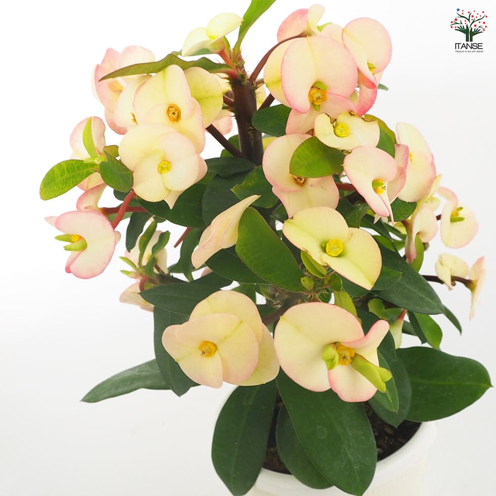 ハナキリン シャインキッス白系 【多肉植物 4号／1個売り】｜ 【植物の