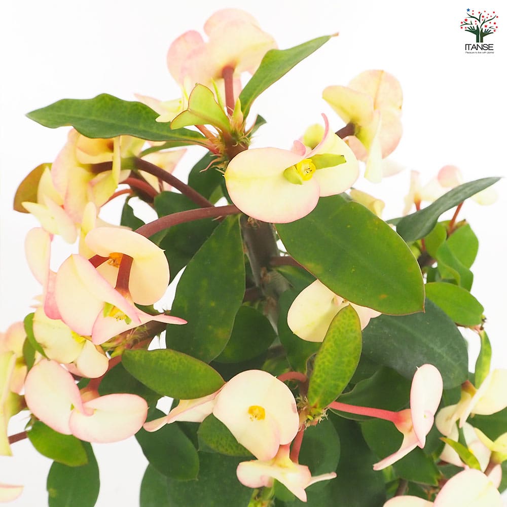 ハナキリン シャインキッス白系 【多肉植物 4号／1個売り】｜ 【植物の