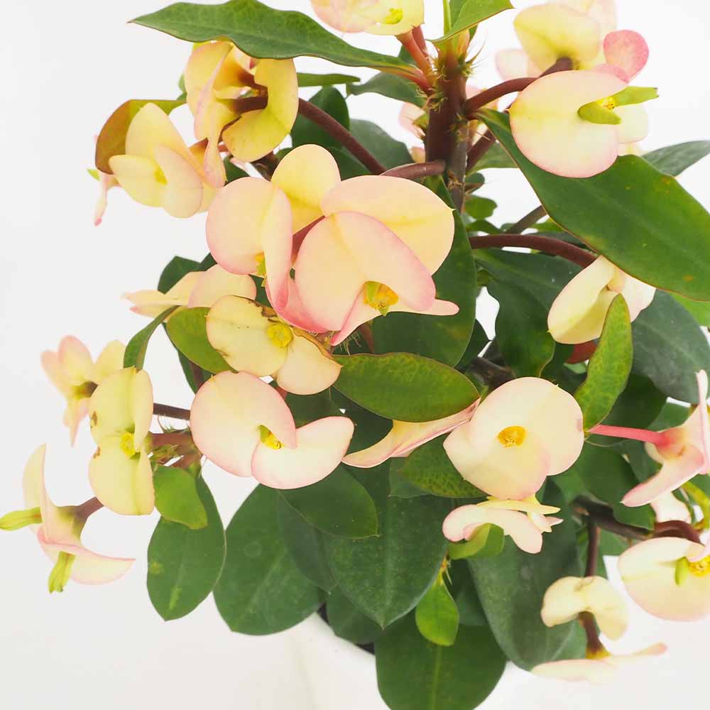 ハナキリン シャインキッス白系 【多肉植物 4号／1個売り】｜ 【植物の