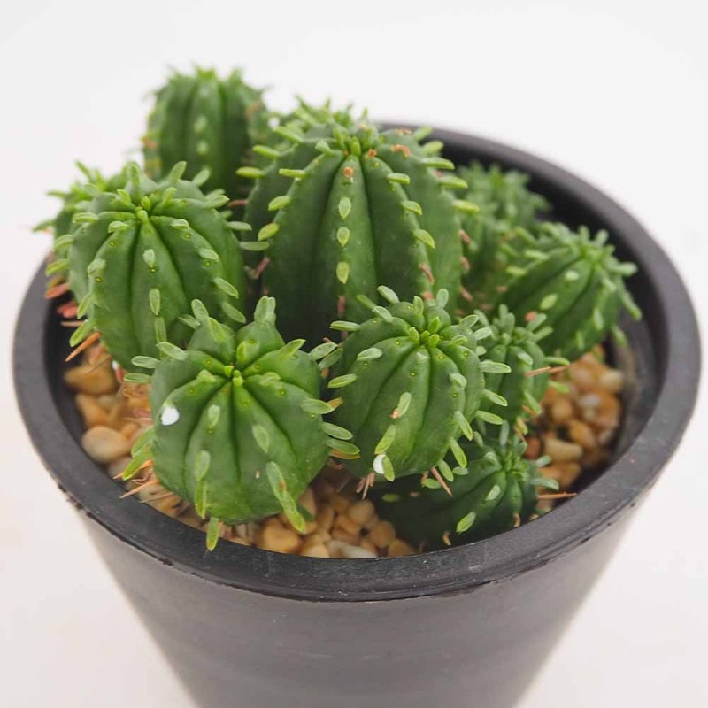 セダム レティジア 【多肉植物 2.5号／1個～】｜ 【植物のITANSE