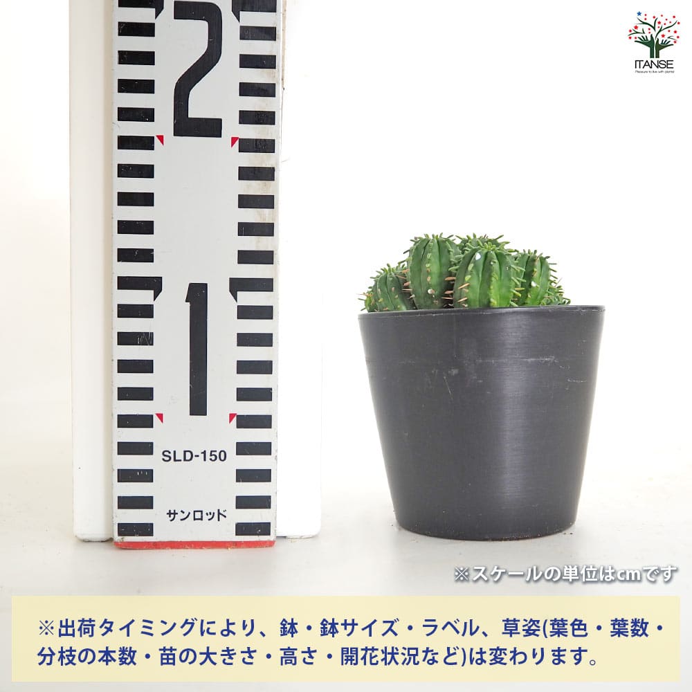 ユーフォルビア マミラリス 【多肉植物 3.5号／1個売り】｜ 【植物の