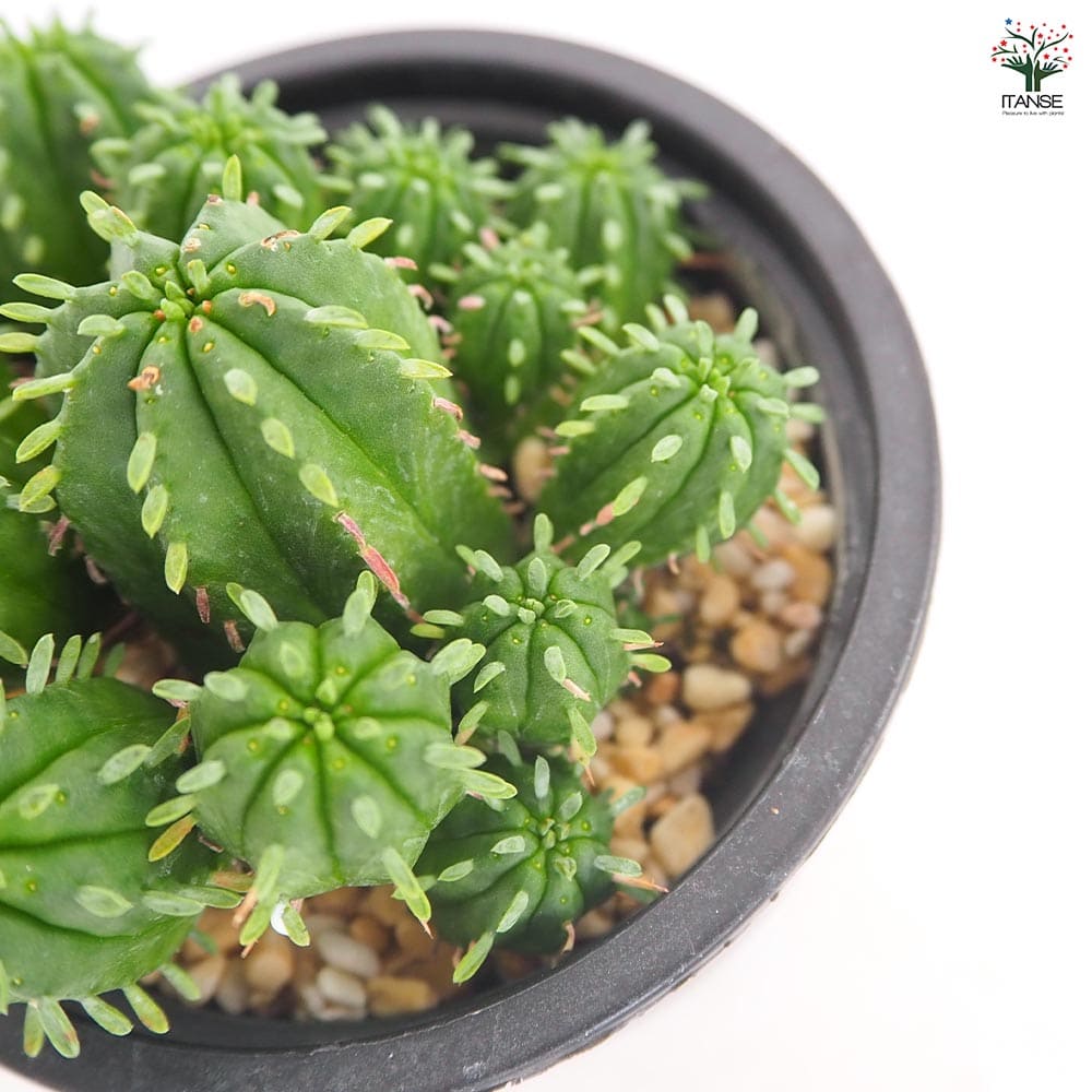 ユーフォルビア マミラリス 【多肉植物 3.5号／1個売り】｜ 【植物の