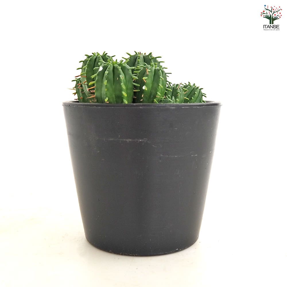 ユーフォルビア マミラリス 【多肉植物 3.5号／1個売り】｜ 【植物の