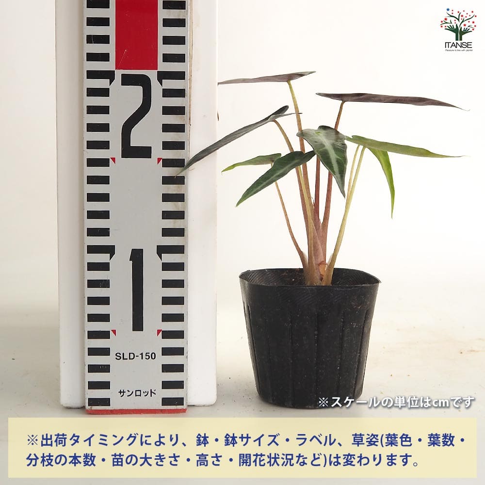 アロカシア バンビーノ　観葉植物 PLANCHU 観葉植物 アロカシア バンビーノ アロー 6号鉢 受け皿付き