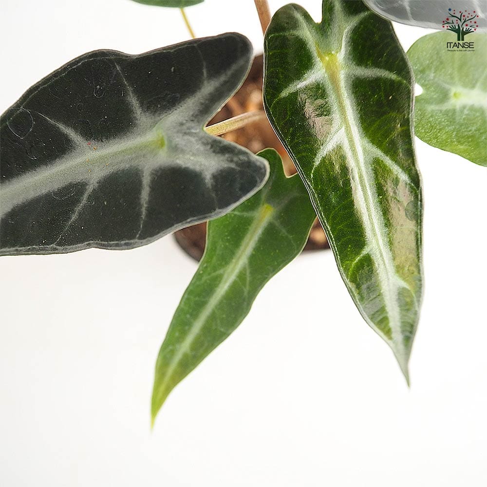 アロカシア バンビーノ 【観葉植物 3号】｜ 【植物のITANSE