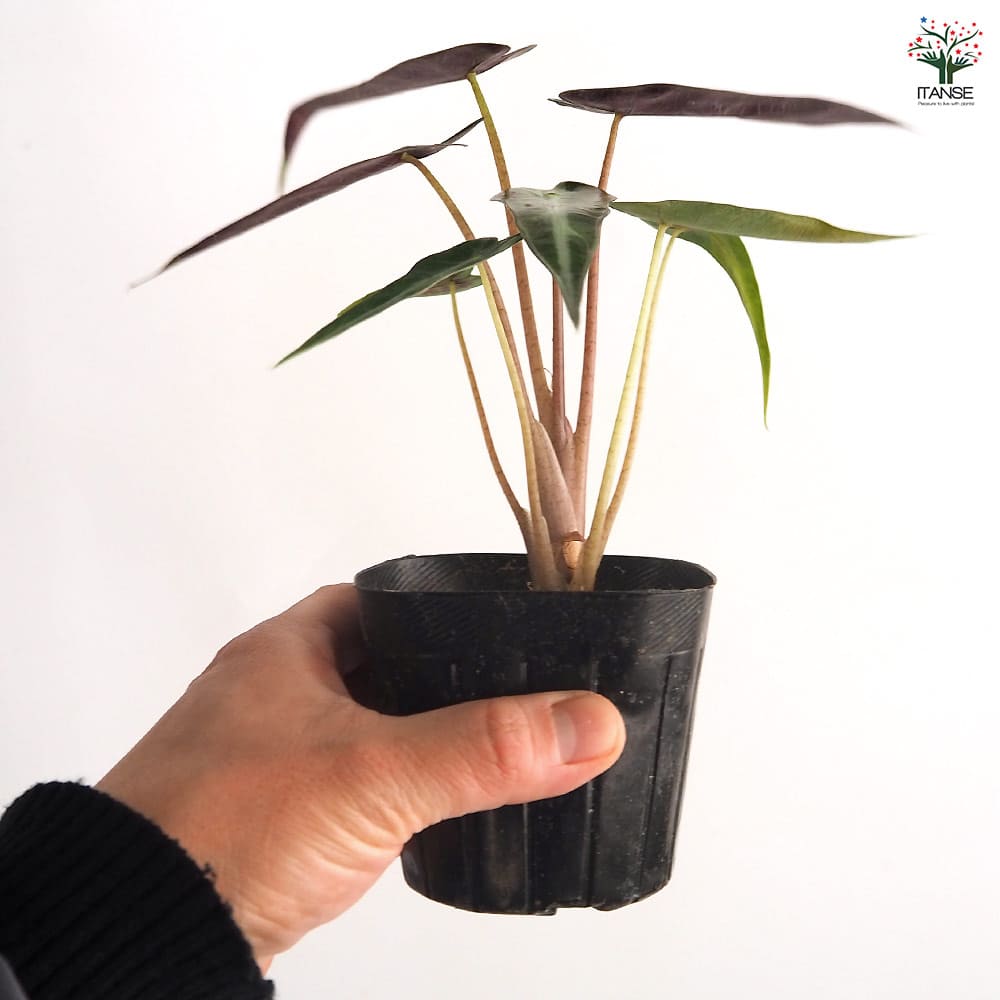 アロカシア バンビーノ　観葉植物 アロカシア バンビーノ 6寸○個性的で存在感◎!! 半日陰の場所が好き