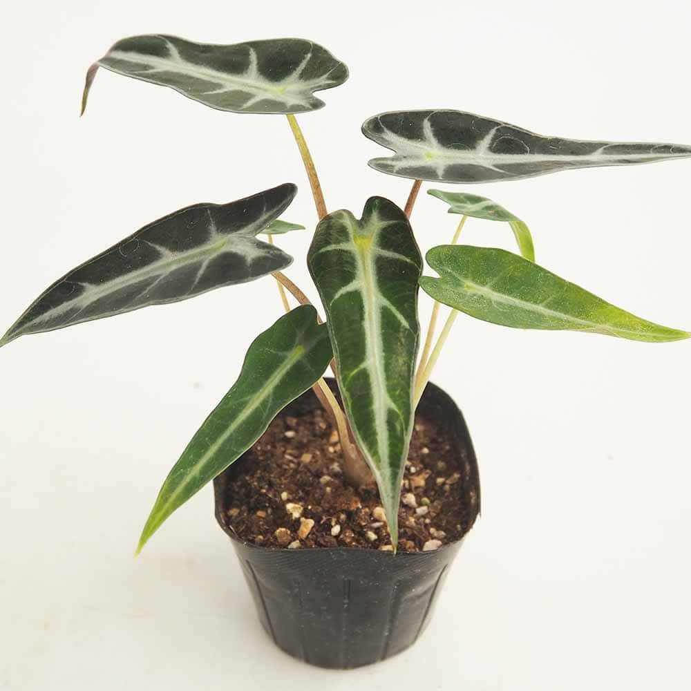 クワズイモ／アロカシア｜【植物のITANSE】全品送料無料・即出荷!