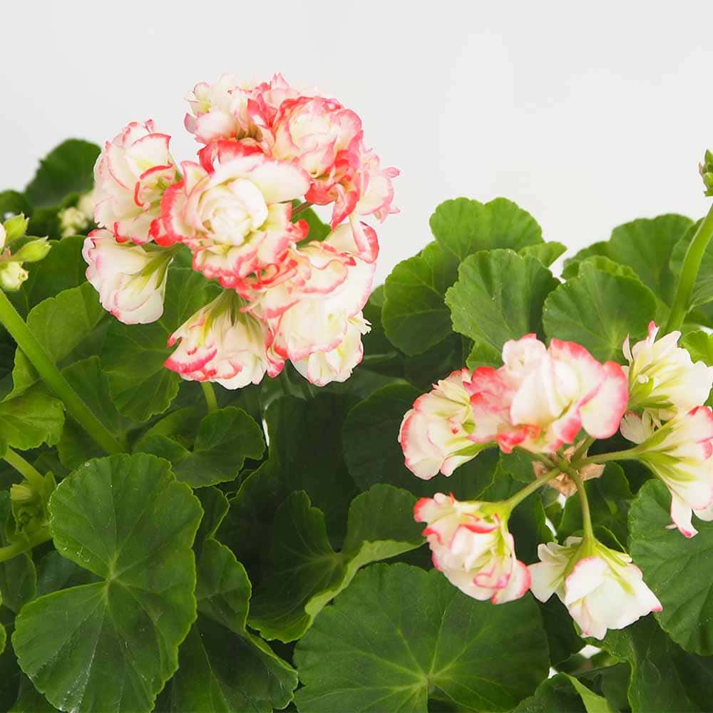 ゼラニウム アップルブロッサムローズバット 【花苗 4号／1個売り】