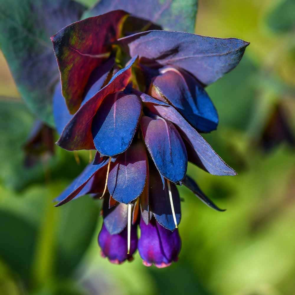 セリンセ・マヨール キウイブルー 【花苗 3号】