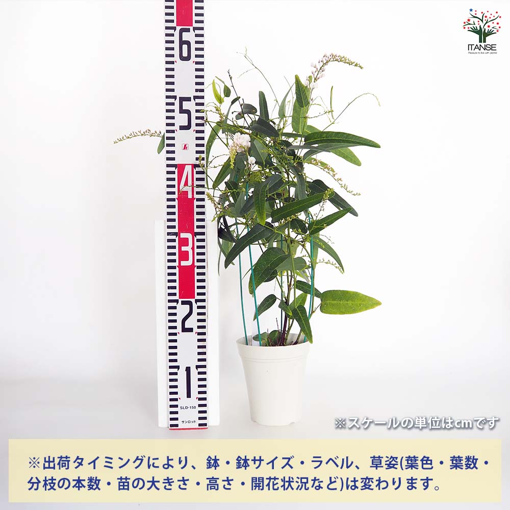 ハーデンベルギア【花木苗 4号】｜ 【植物のITANSE】全品送料
