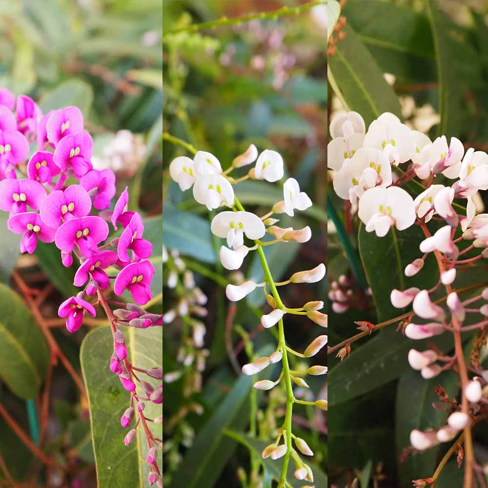 ハーデンベルギア【花木苗 4号】