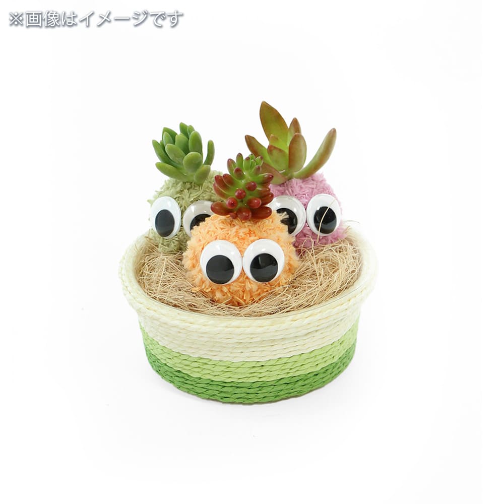 多肉寄せ植え モスビー 三兄弟 バスケット 【多肉植物 】｜ 【植物の
