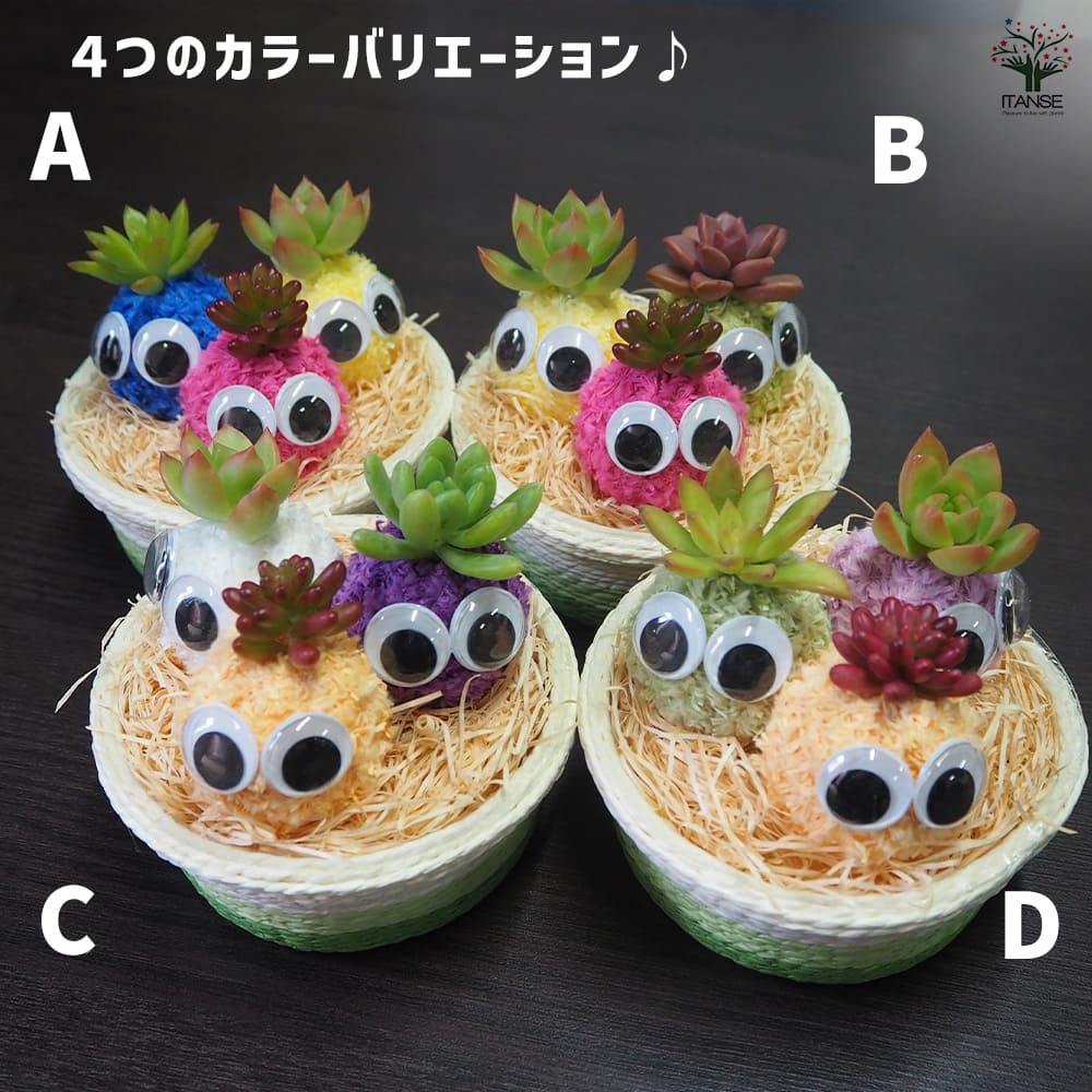 多肉寄せ植え モスビー 三兄弟 バスケット 【多肉植物 】