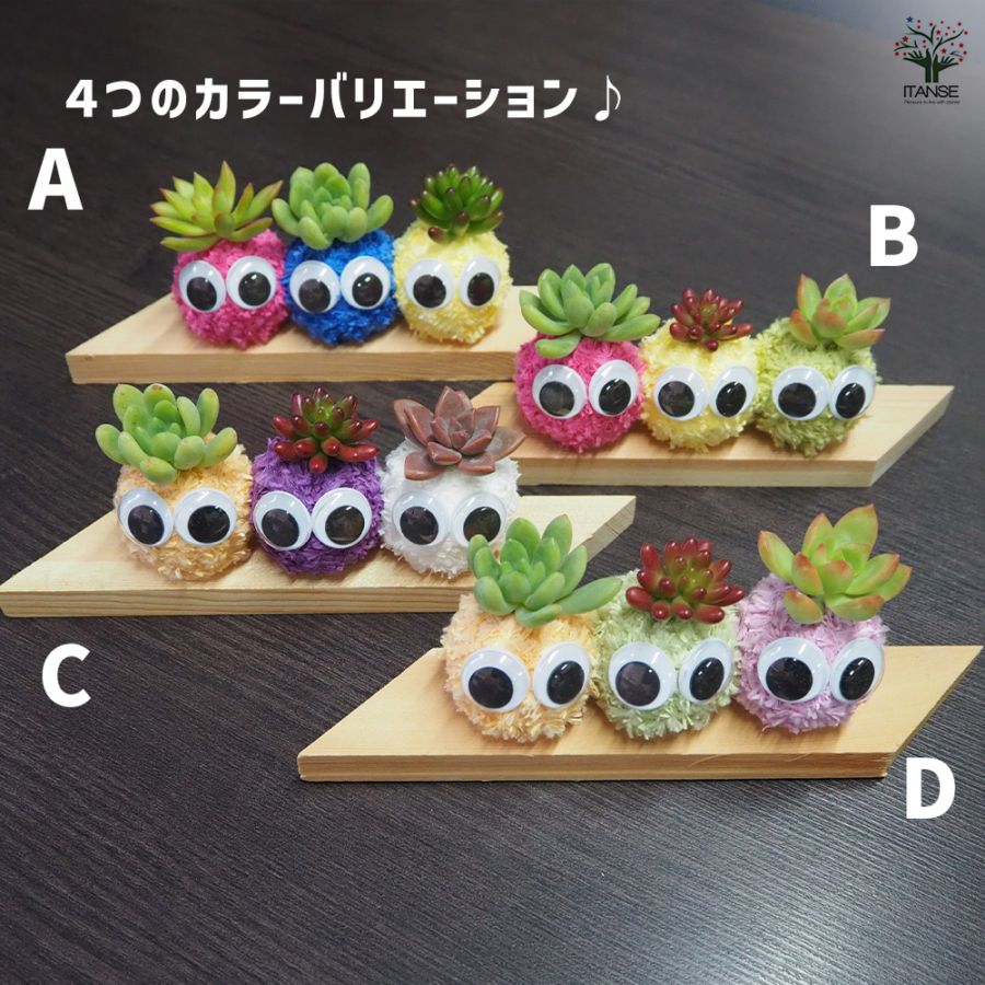 多肉寄せ植え モスビー 三兄弟 板【多肉植物 】