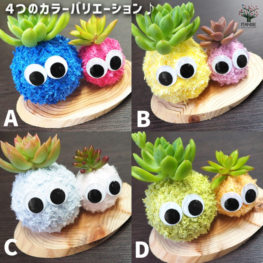 多肉寄せ植え モスビー ペア【多肉植物 】