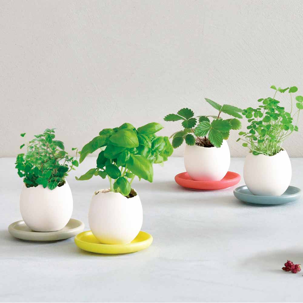 栽培セット eggling＆SAUCER【おしゃれな栽培キット】｜ 【植物の
