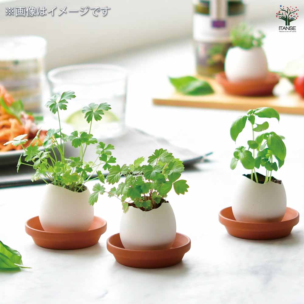栽培セット eggling 受け皿付き エッグリング【おしゃれな栽培キット